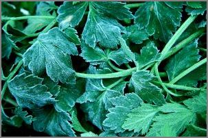 celery-leaves.JPG