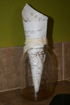 How To Make a Fruit Fly Trap (Paper Cone Hack)