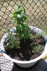 My herb garden: basil, sage, thyme & chamomile
